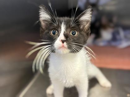 Mila, Adoptable, Kitten Female Domestic Short Hair.