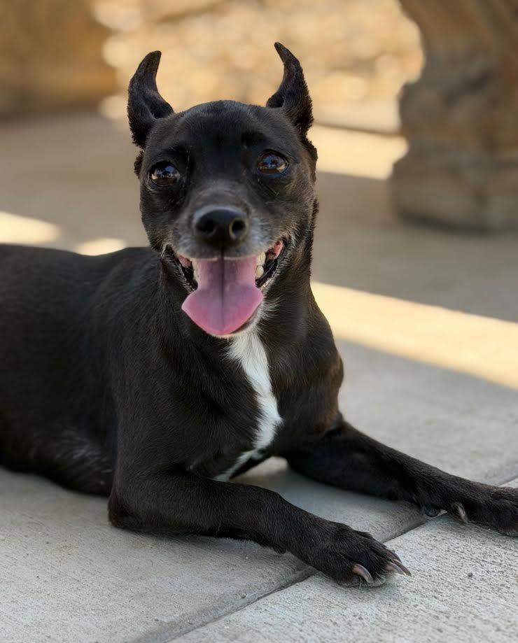 Mindy, adopted, Adult Female Chihuahua.