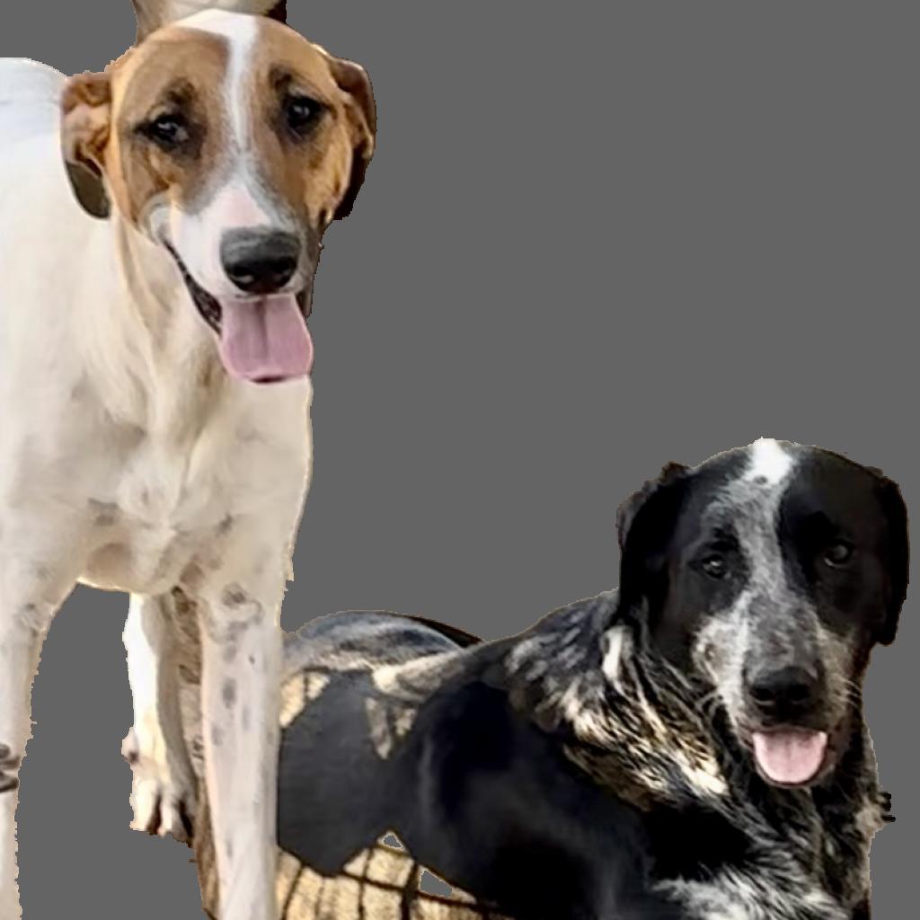 Enlarge Sunny, a Adoptable mixed breed in Dallas, TX image 1/4