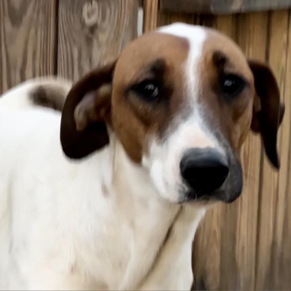 Enlarge Sunny, a Adoptable mixed breed in Dallas, TX image 2/4
