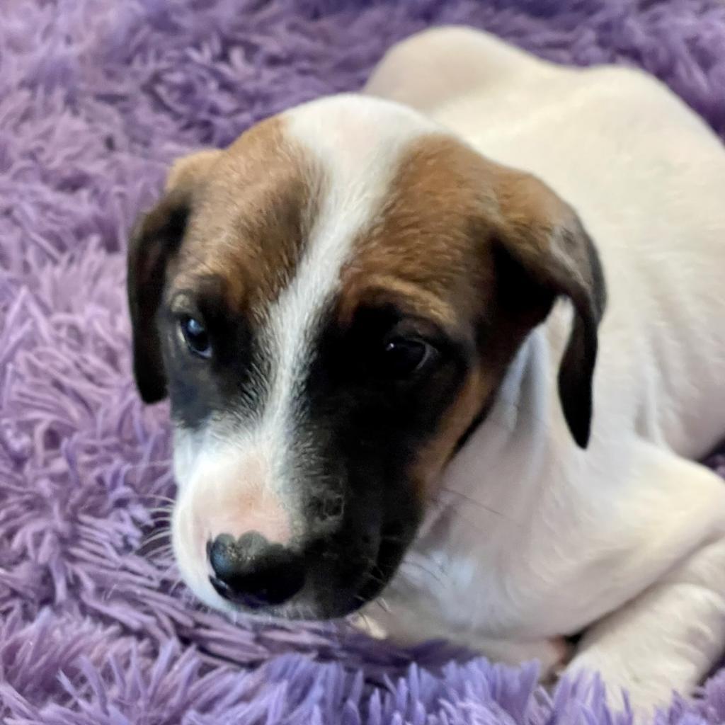 Enlarge Sunny, a Adoptable mixed breed in Dallas, TX image 3/4