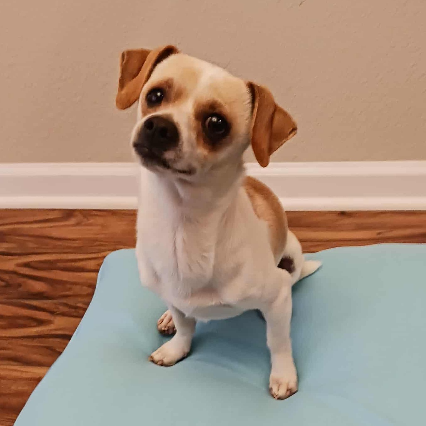 Astro, a Adoptable mixed breed in Hopkinton, MA image 1/4