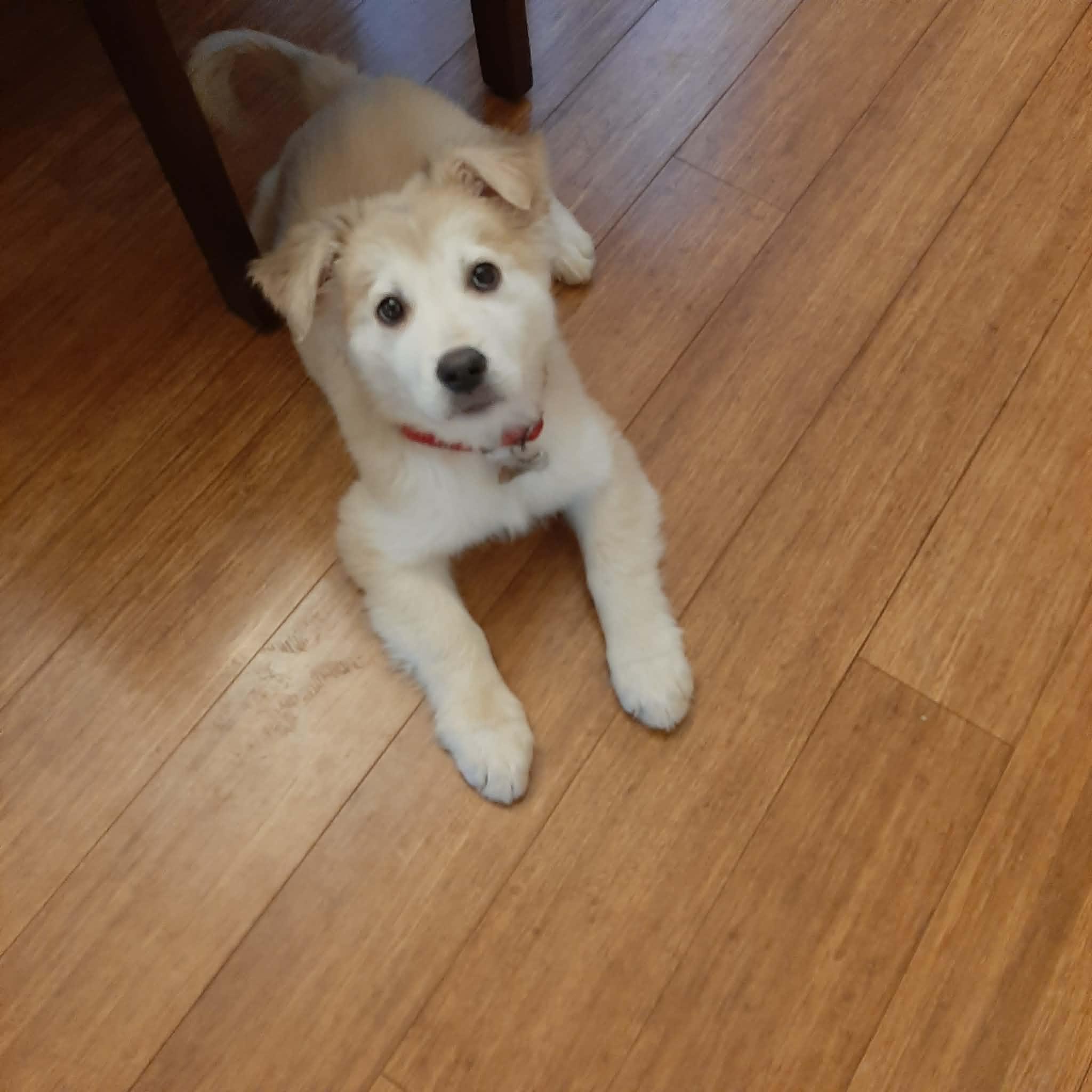 Enlarge Clover, an adopted mixed breed in Grand Forks, ND image 2/2