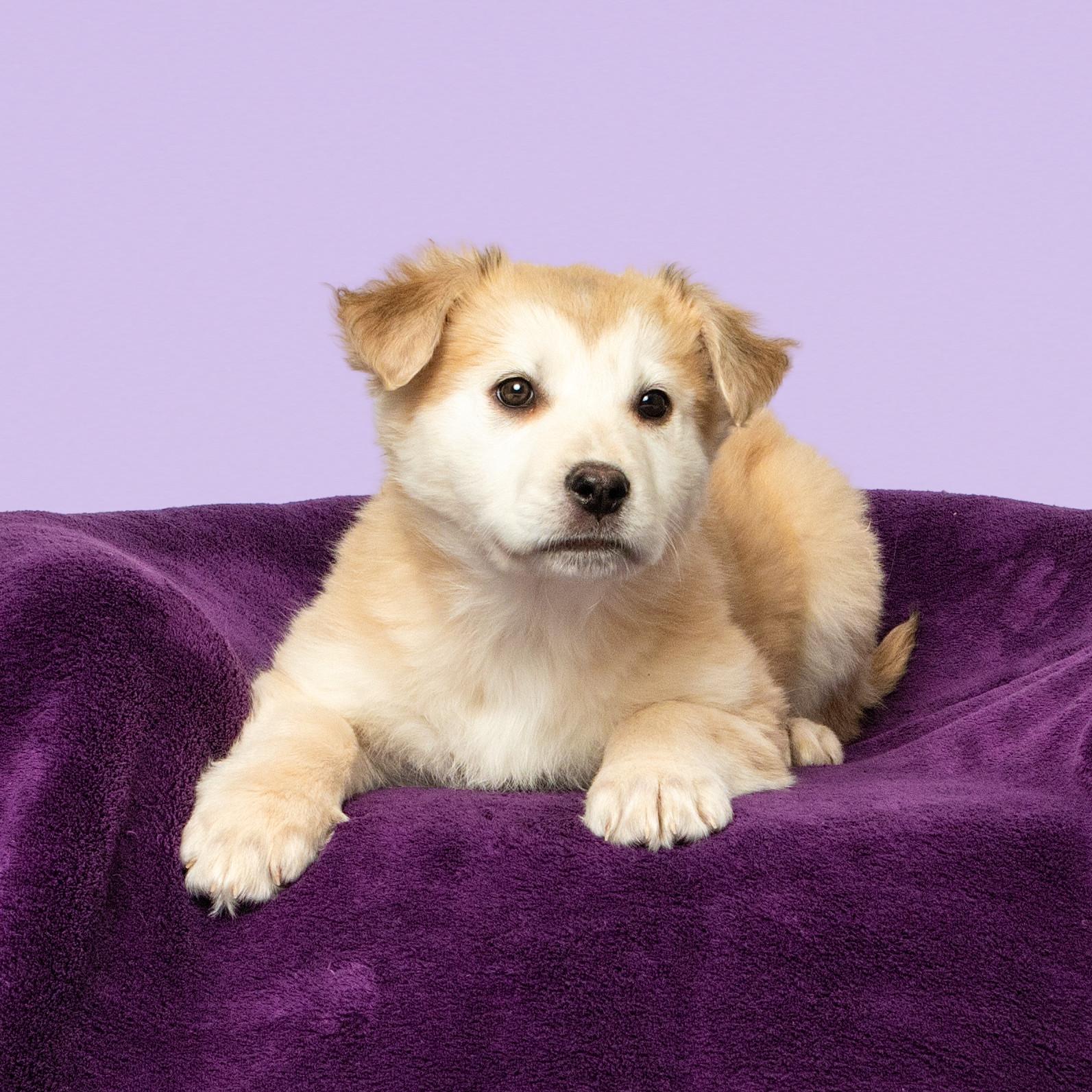 Enlarge Clover, an adopted mixed breed in Grand Forks, ND image 1/2