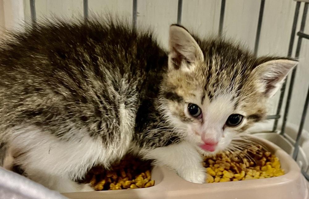 Zorro, Adoptable, Kitten Male Domestic Short Hair.