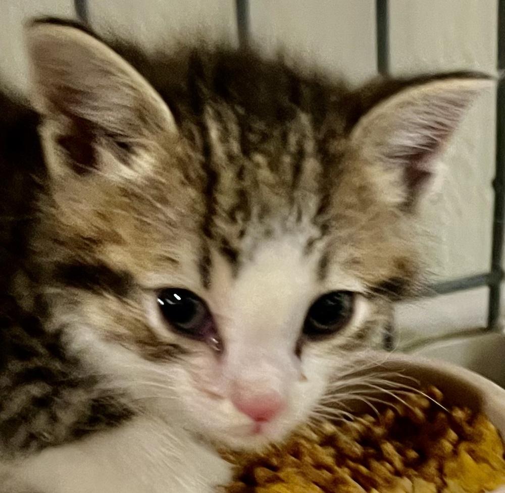 Enlarge Zorro, a Adoptable Domestic Short Hair in Franklin, WV image 2/2