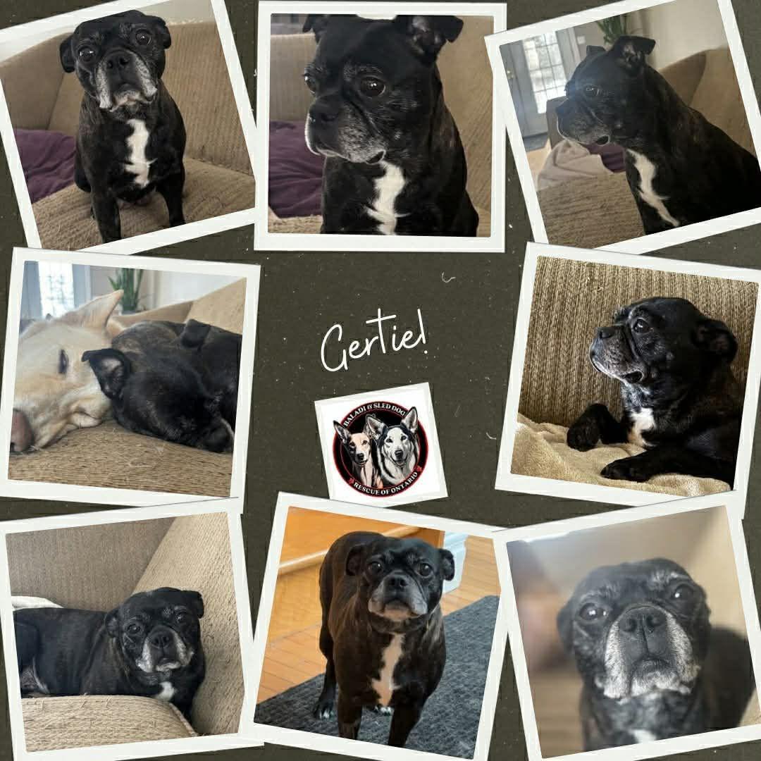 Enlarge Gerdie, a ADOPTABLE mixed breed in London, ON image 2/3