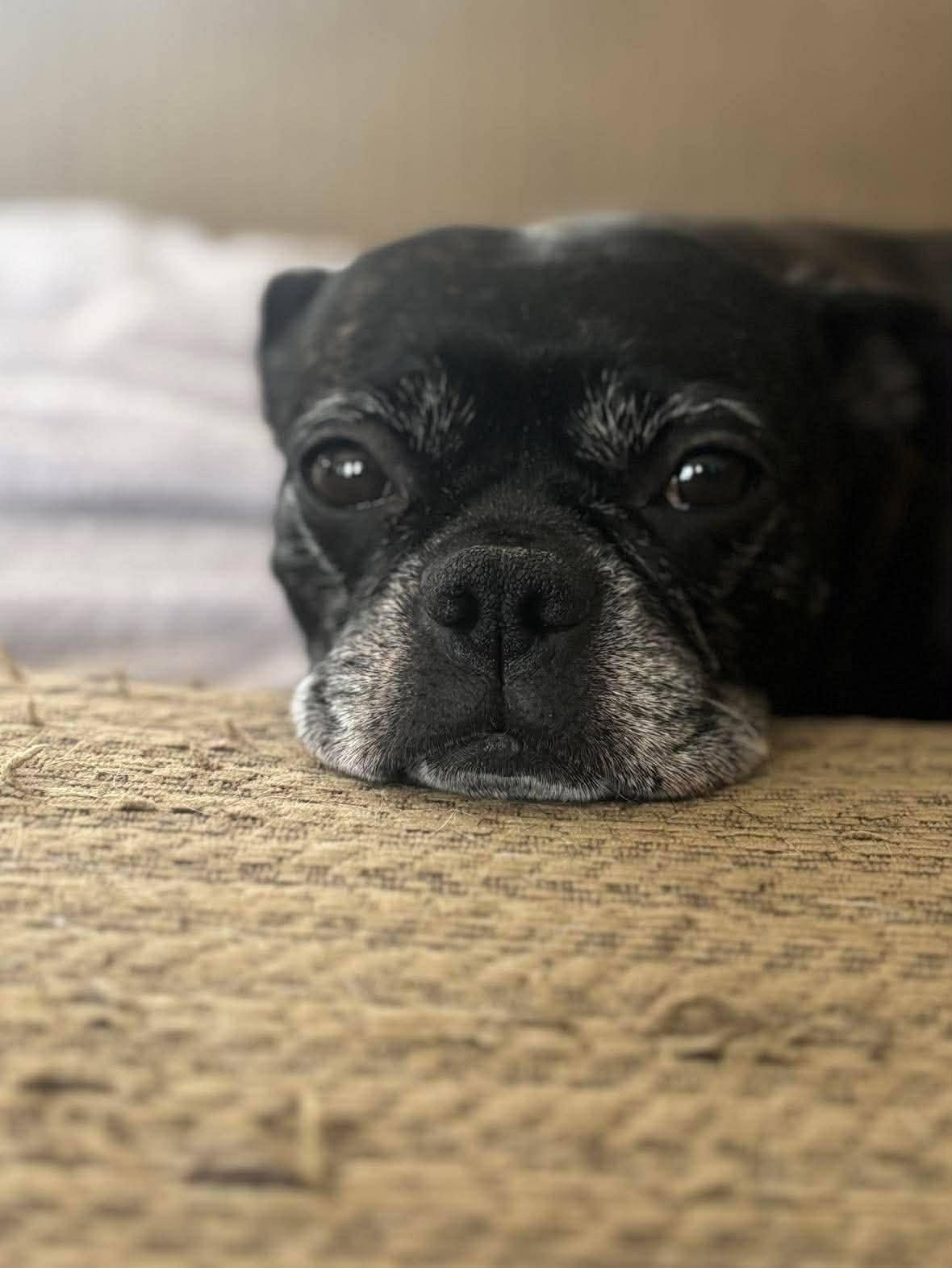 Enlarge Gerdie, a ADOPTABLE mixed breed in London, ON image 1/3