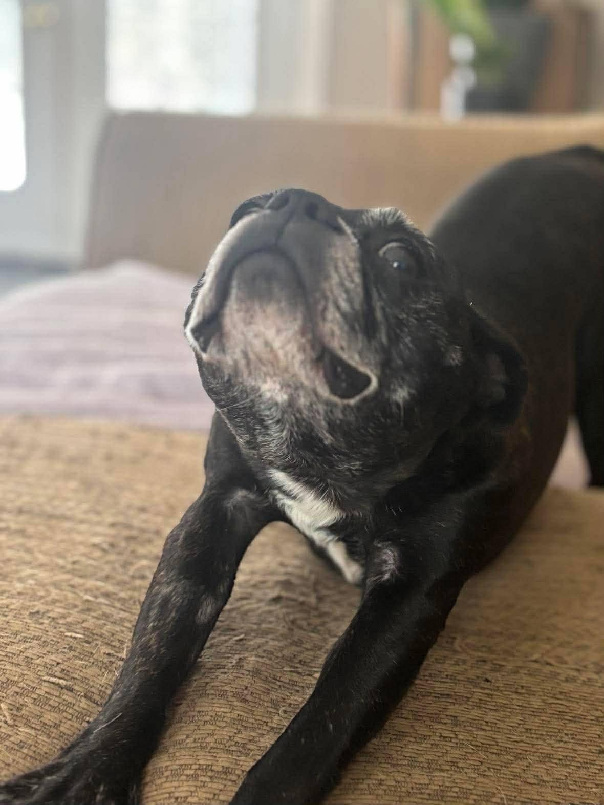 Enlarge Gerdie, a ADOPTABLE mixed breed in London, ON image 3/3