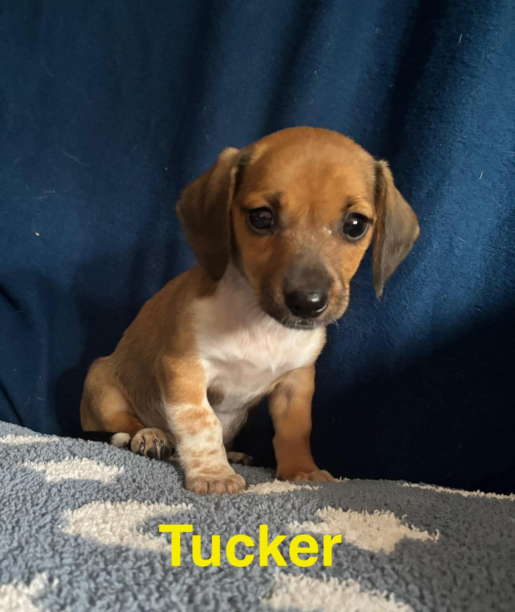 Tucker, Adopted, Puppy Male Miniature Dachshund.