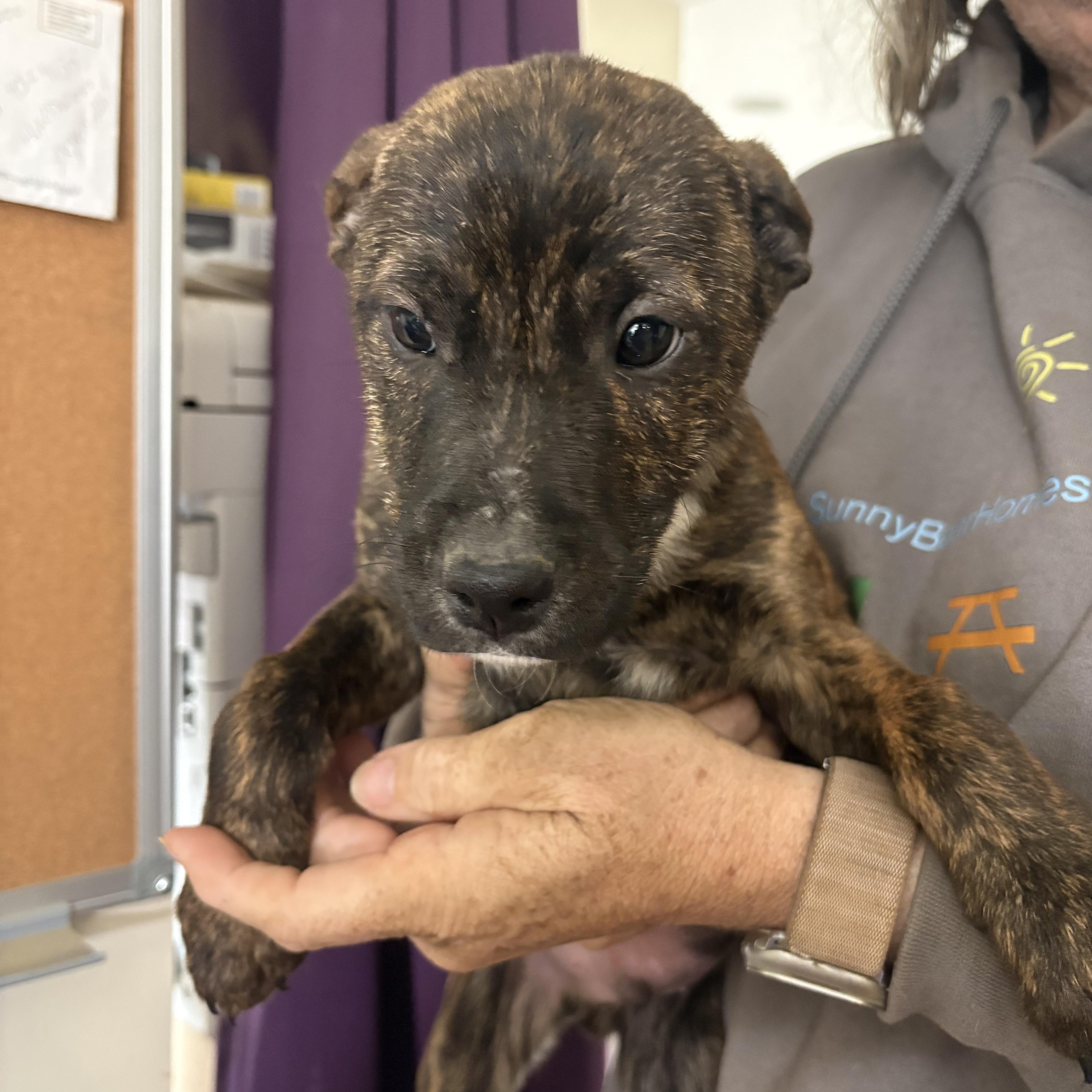 Enlarge Neo, a Adoptable mixed breed in Partlow, VA image 1/1