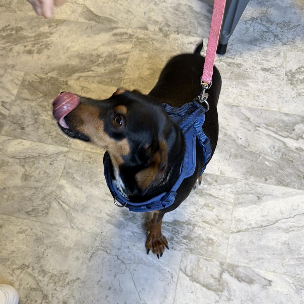 Enlarge Trixie, a Adoptable Mixed Breed in Oak Hill, WV image 1/1