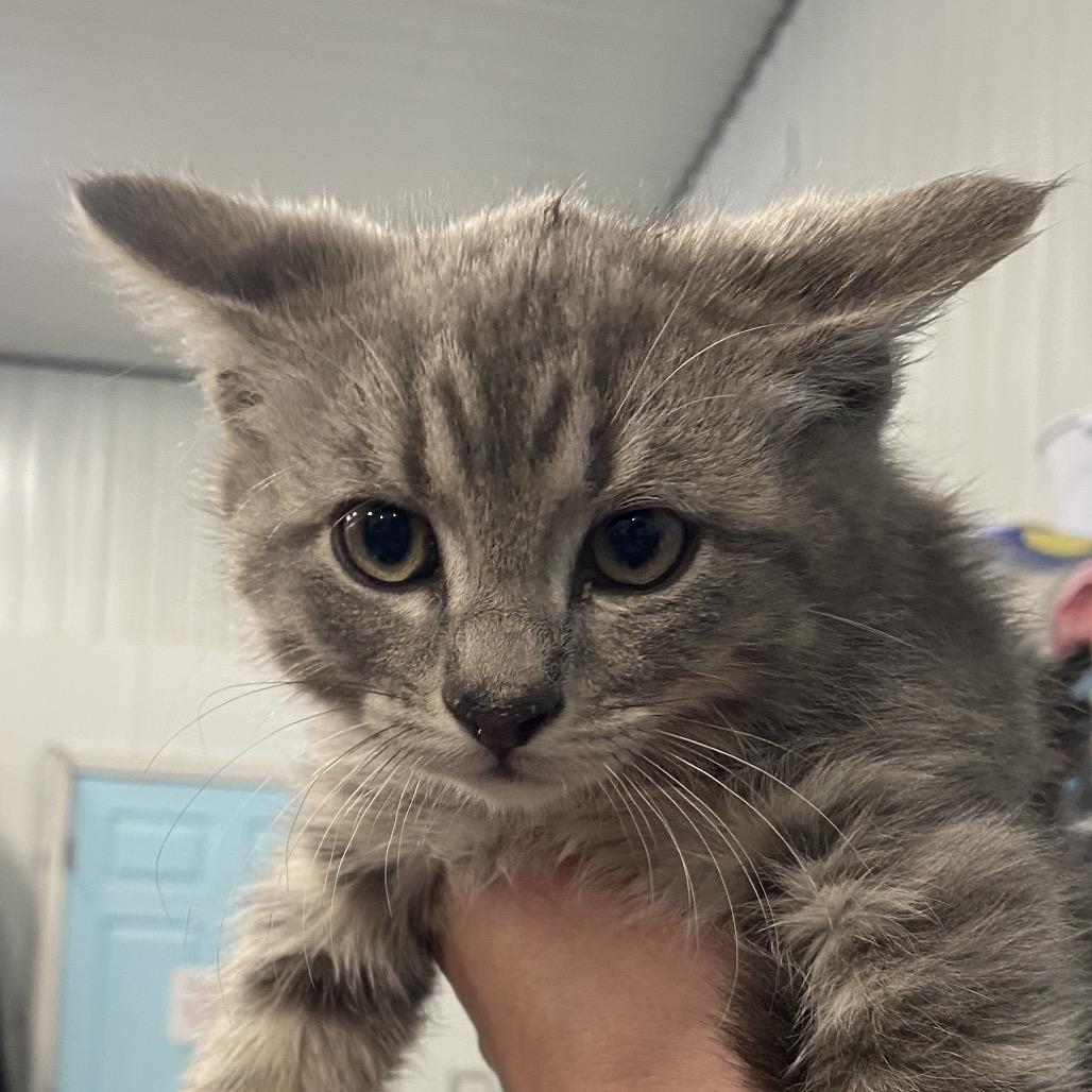 Foster photo
