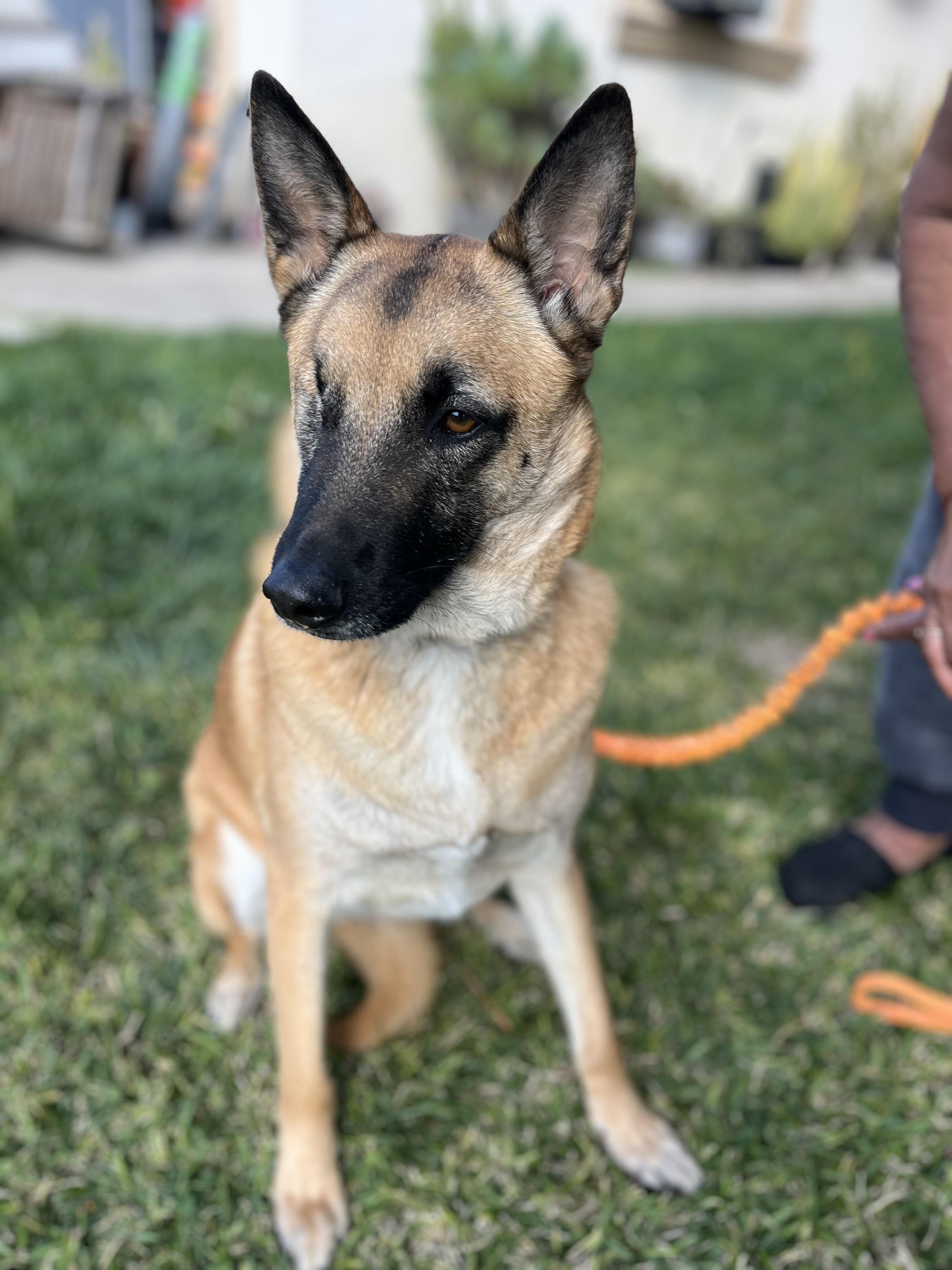 Nala , a ADOPTABLE German Shepherd Dog in Poway, CA image 4/6