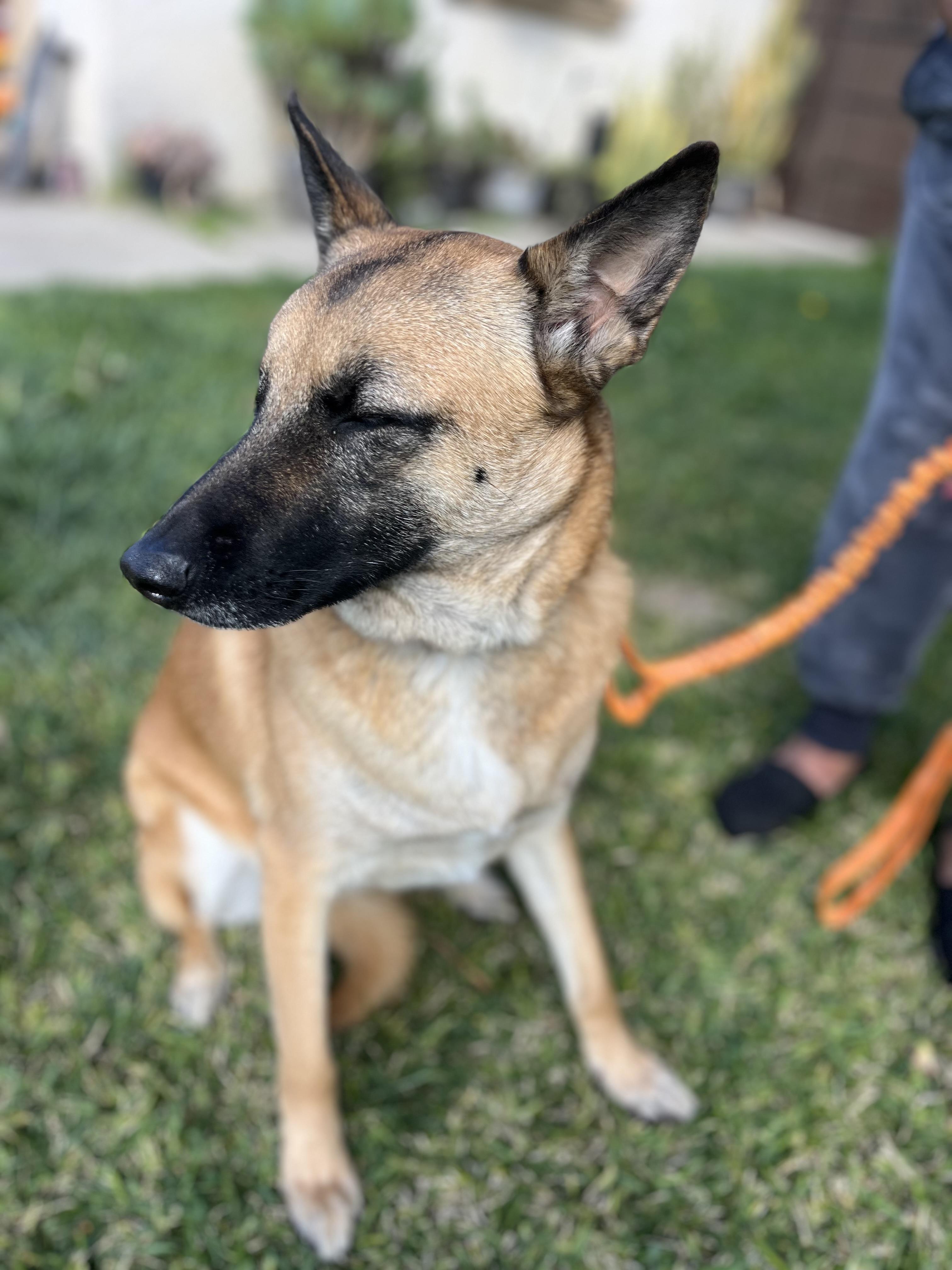 Nala , a ADOPTABLE German Shepherd Dog in Poway, CA image 6/6
