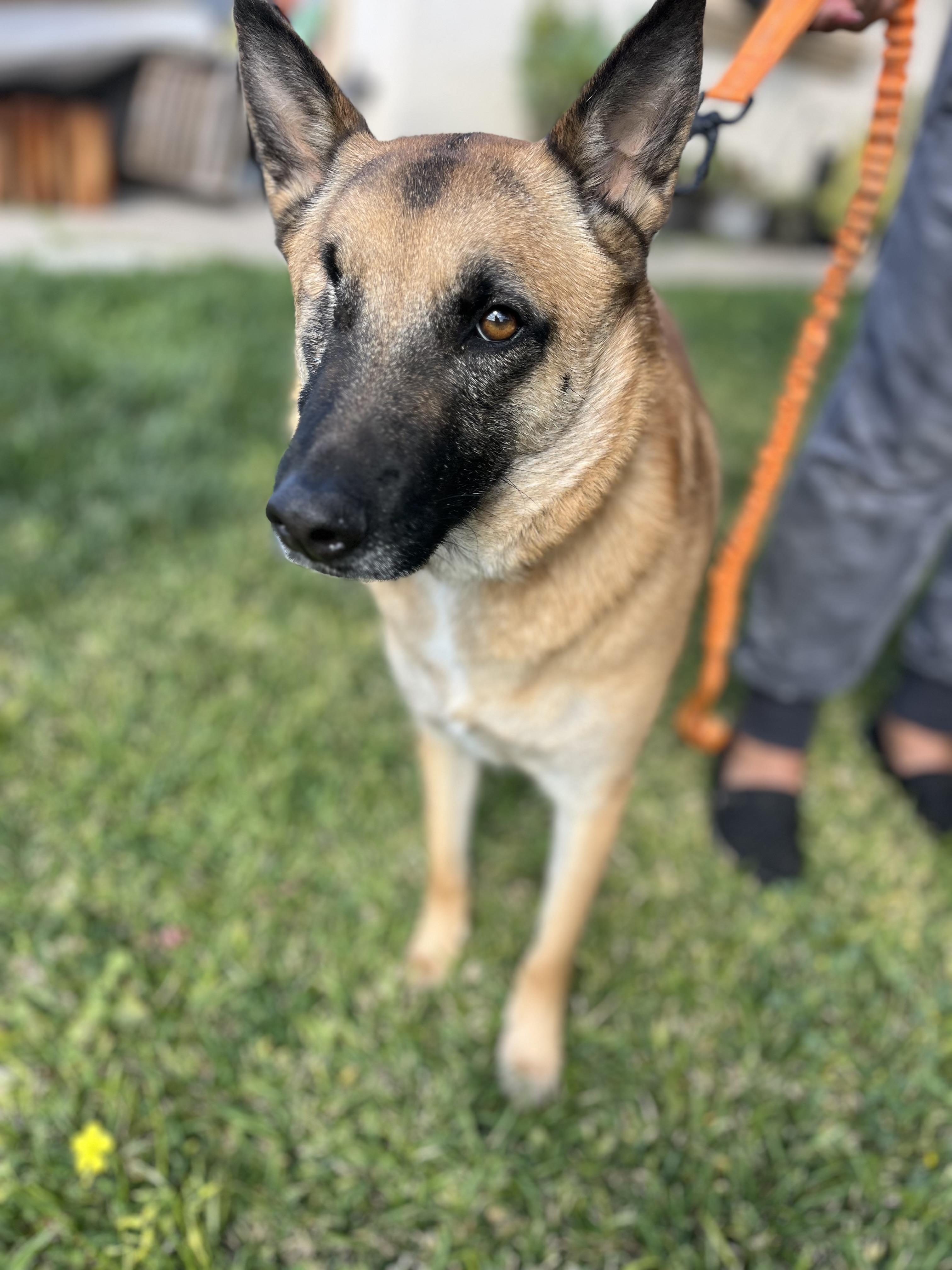 Nala , a ADOPTABLE German Shepherd Dog in Poway, CA image 3/6