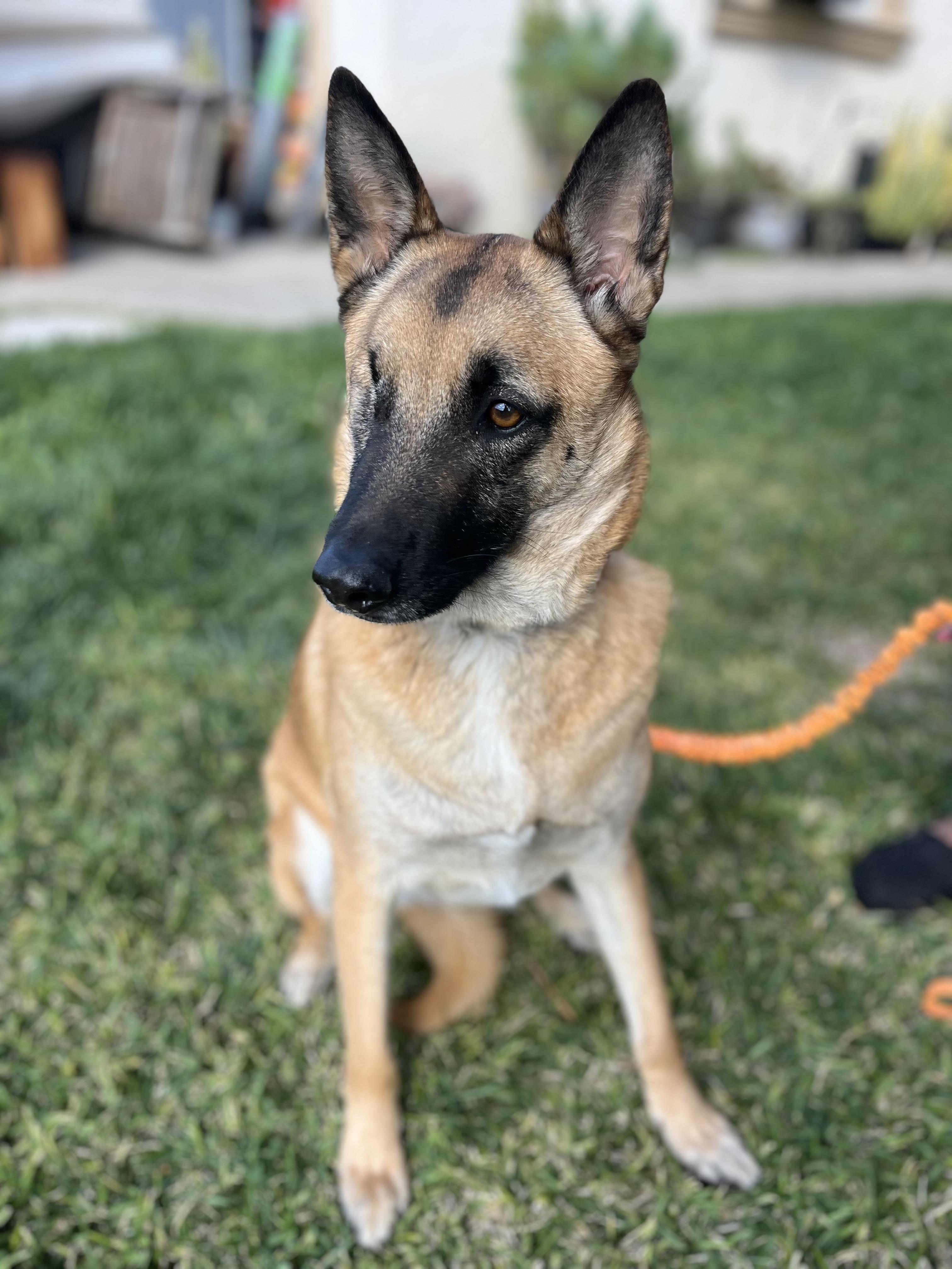 Nala , a ADOPTABLE German Shepherd Dog in Poway, CA image 2/6