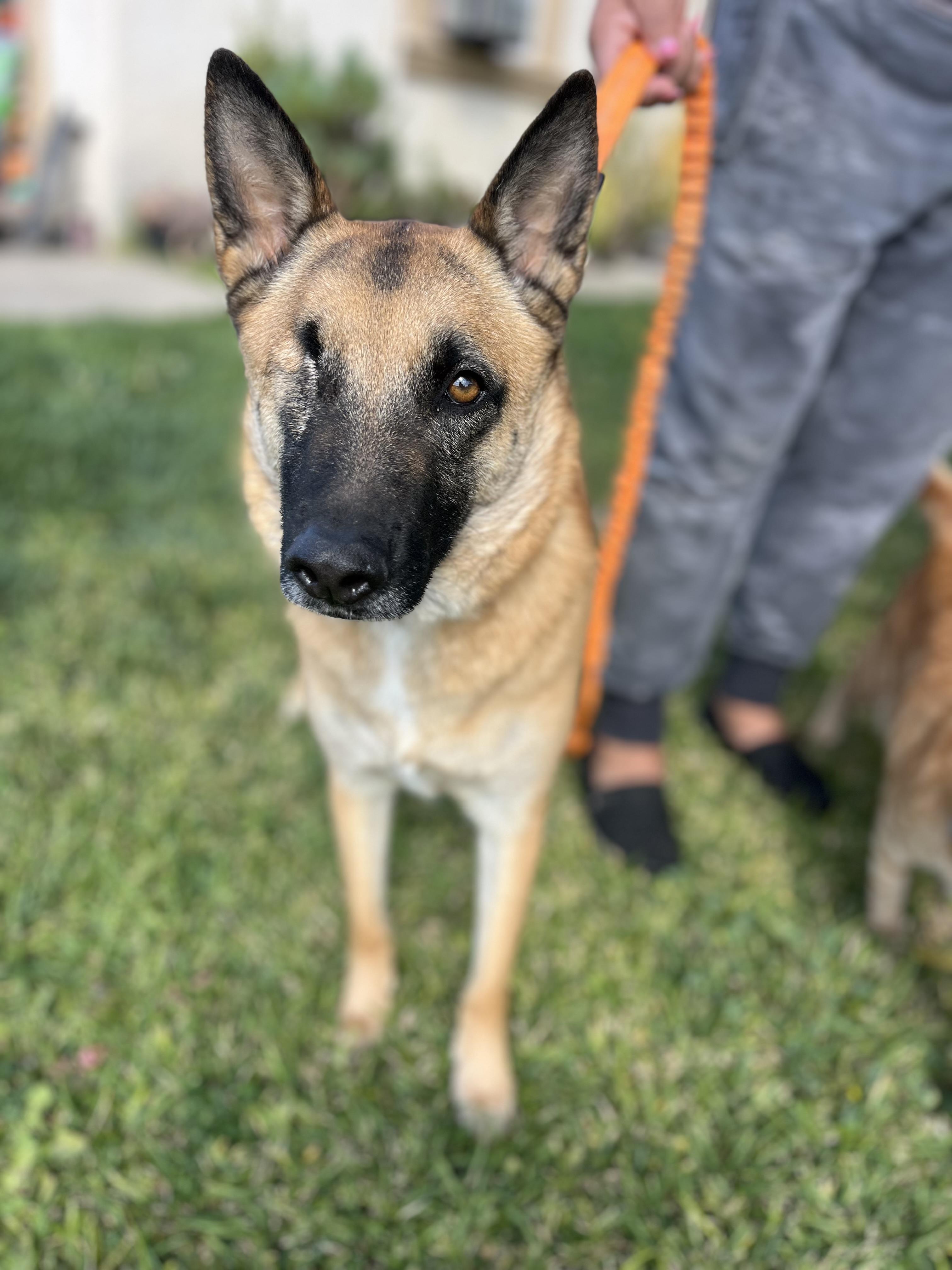 Nala , ADOPTABLE, Young Female German Shepherd Dog.