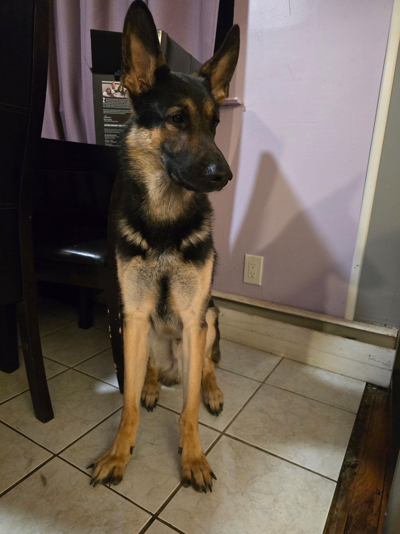 Enlarge Prince, a Adoptable German Shepherd Dog in Monticello, NY image 3/3