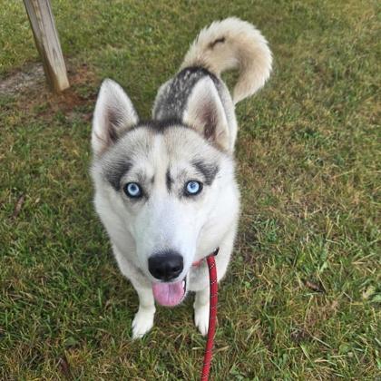 Shasta, ADOPTABLE, Adult Female Mixed Breed & Siberian Husky.