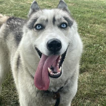 Enlarge Shasta, a ADOPTABLE mixed breed in Dubuque, IA image 2/2