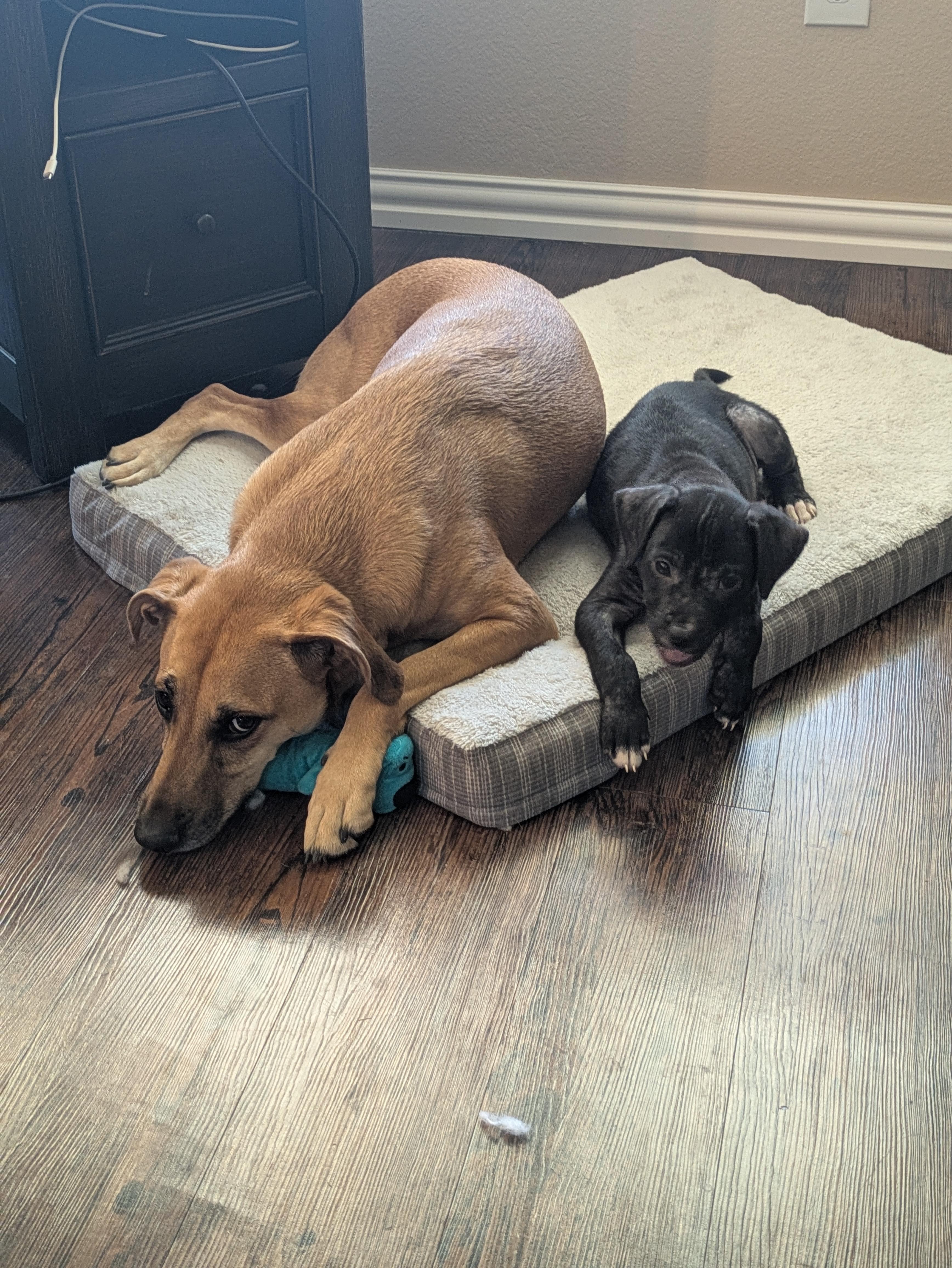 Enlarge Walle, a ADOPTABLE mixed breed in Tallahassee, FL image 2/4