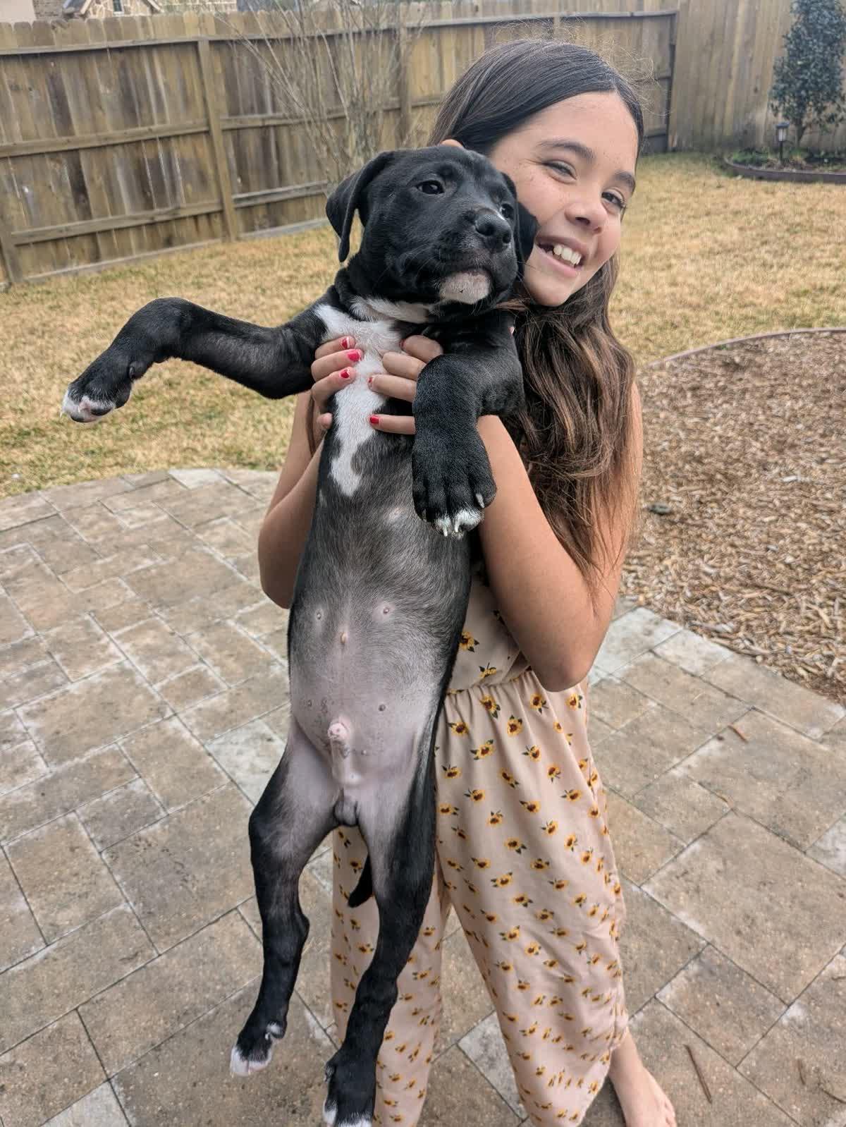 Enlarge Walle, a ADOPTABLE mixed breed in Tallahassee, FL image 4/4