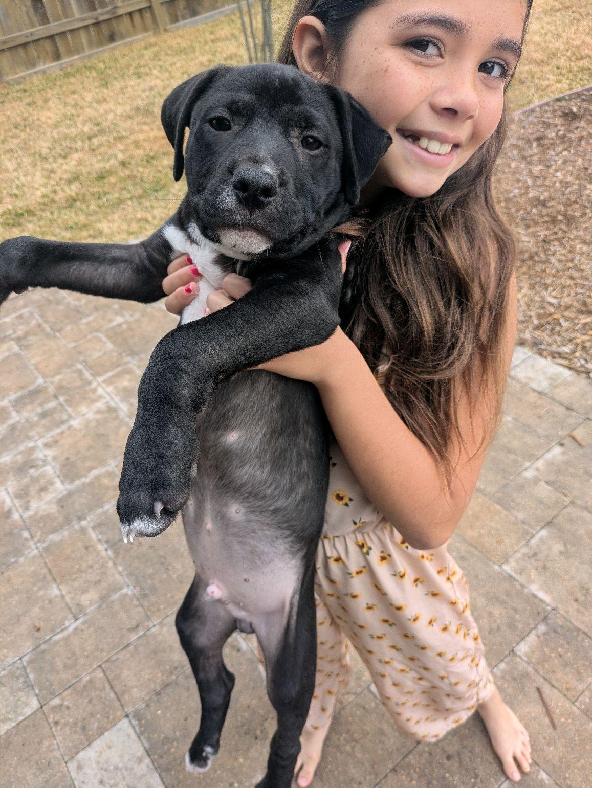 Walle, ADOPTABLE, Puppy Male Chocolate Labrador Retriever.