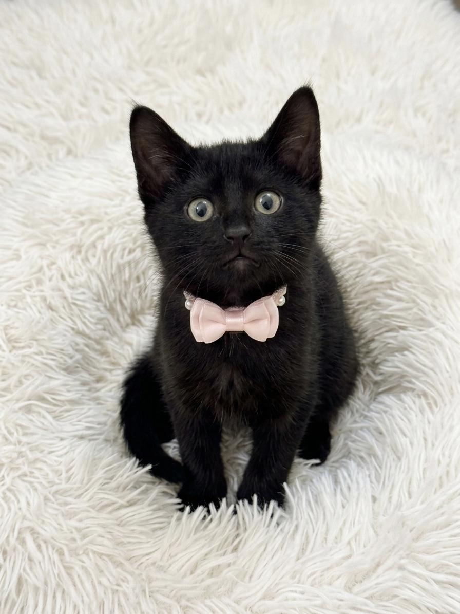 Coco (bonded with her brother Milo), an adopted Domestic Short Hair in Charlotte, NC image 4/6