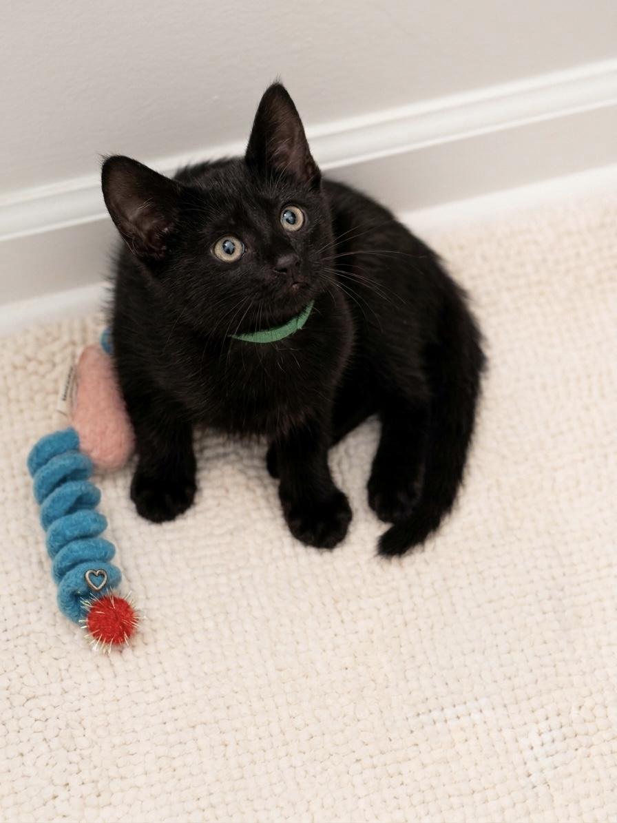 Coco (bonded with her brother Milo), an adopted Domestic Short Hair in Charlotte, NC image 6/6