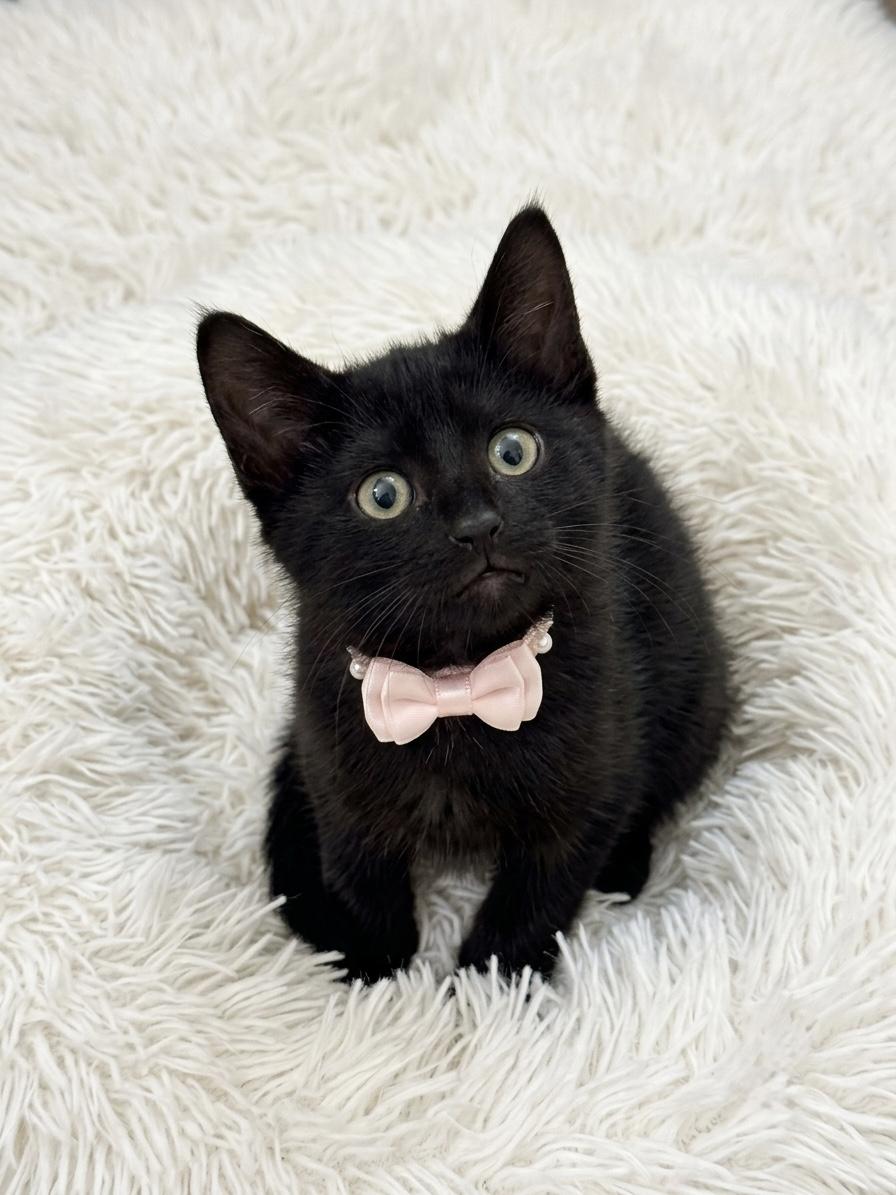 Coco (bonded with her brother Milo), an adopted Domestic Short Hair in Charlotte, NC image 1/6