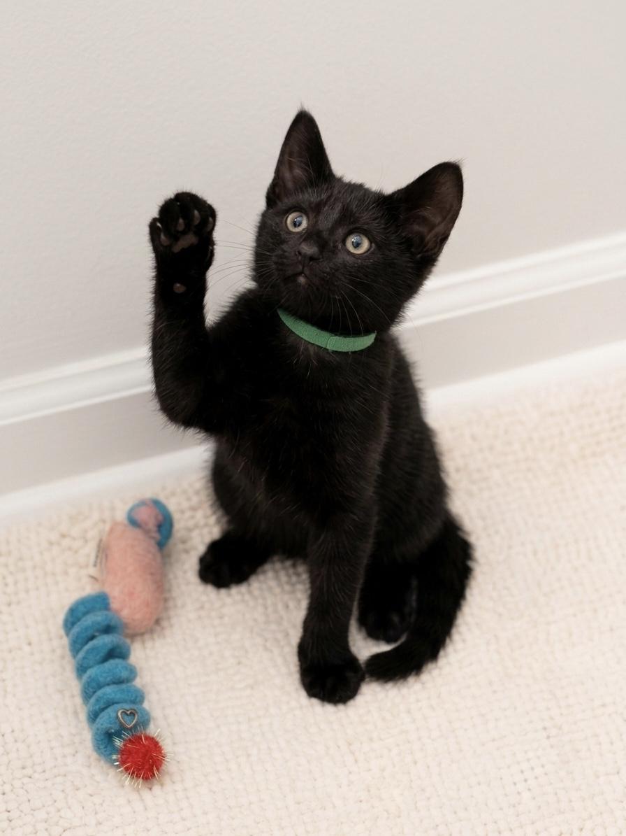 Coco (bonded with her brother Milo), an adopted Domestic Short Hair in Charlotte, NC image 2/6