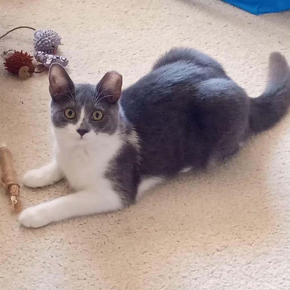 Silver Plated, Adoptable, Young Female Domestic Short Hair.