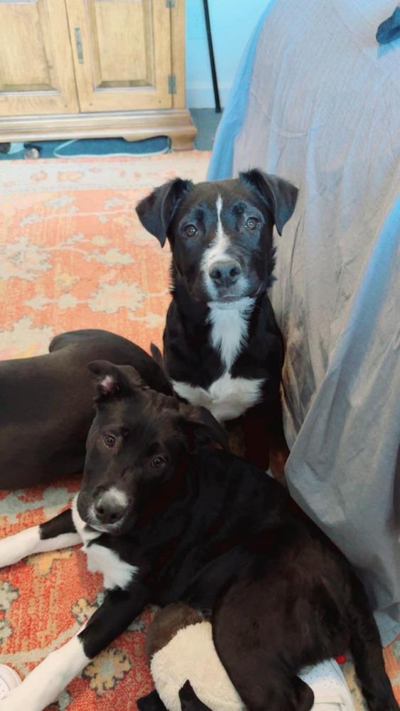 River, Adoptable, Young Female Labrador Retriever.