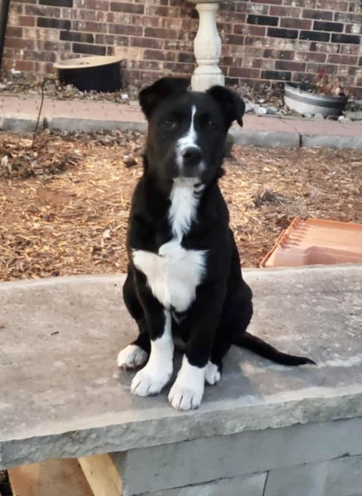 Enlarge River, a Adoptable mixed breed in Shawnee, OK image 3/4