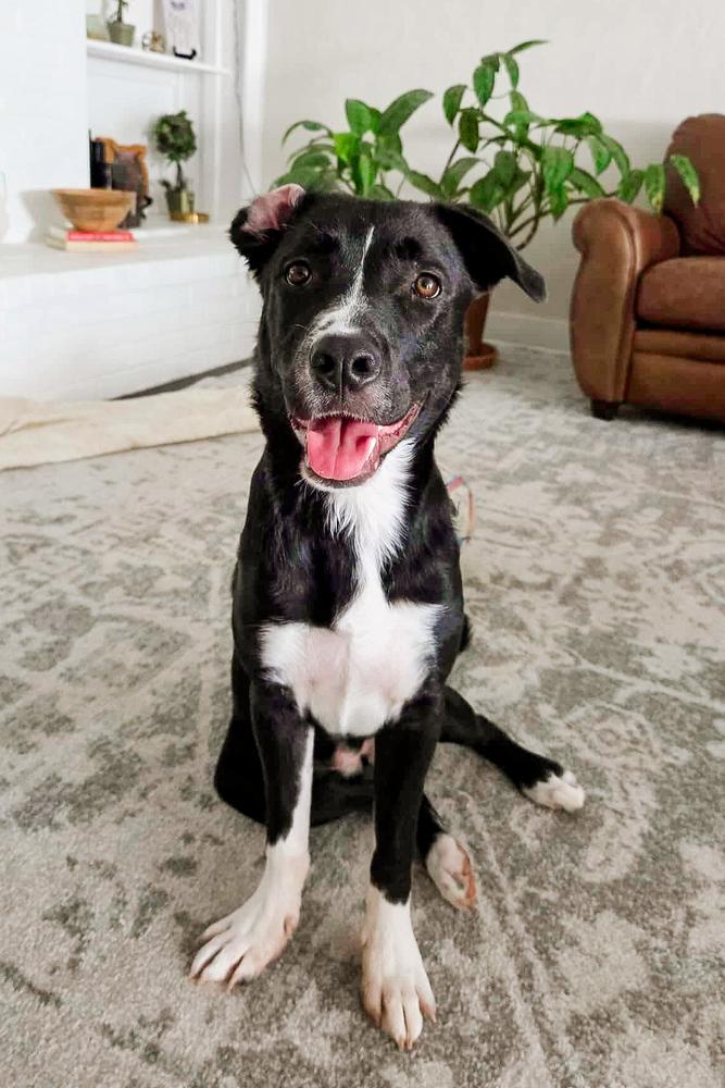 Enlarge River, a Adoptable mixed breed in Shawnee, OK image 4/4