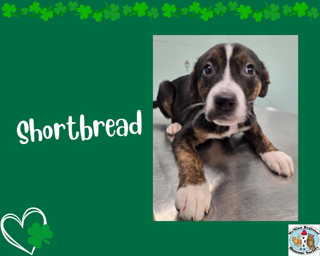 Enlarge Shortbread, a Adoptable mixed breed in Athens, TN image 1/2