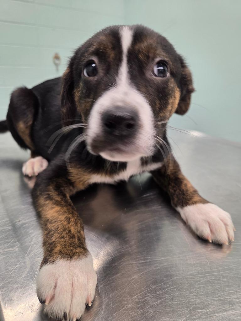 Enlarge Shortbread, a Adoptable mixed breed in Athens, TN image 2/2