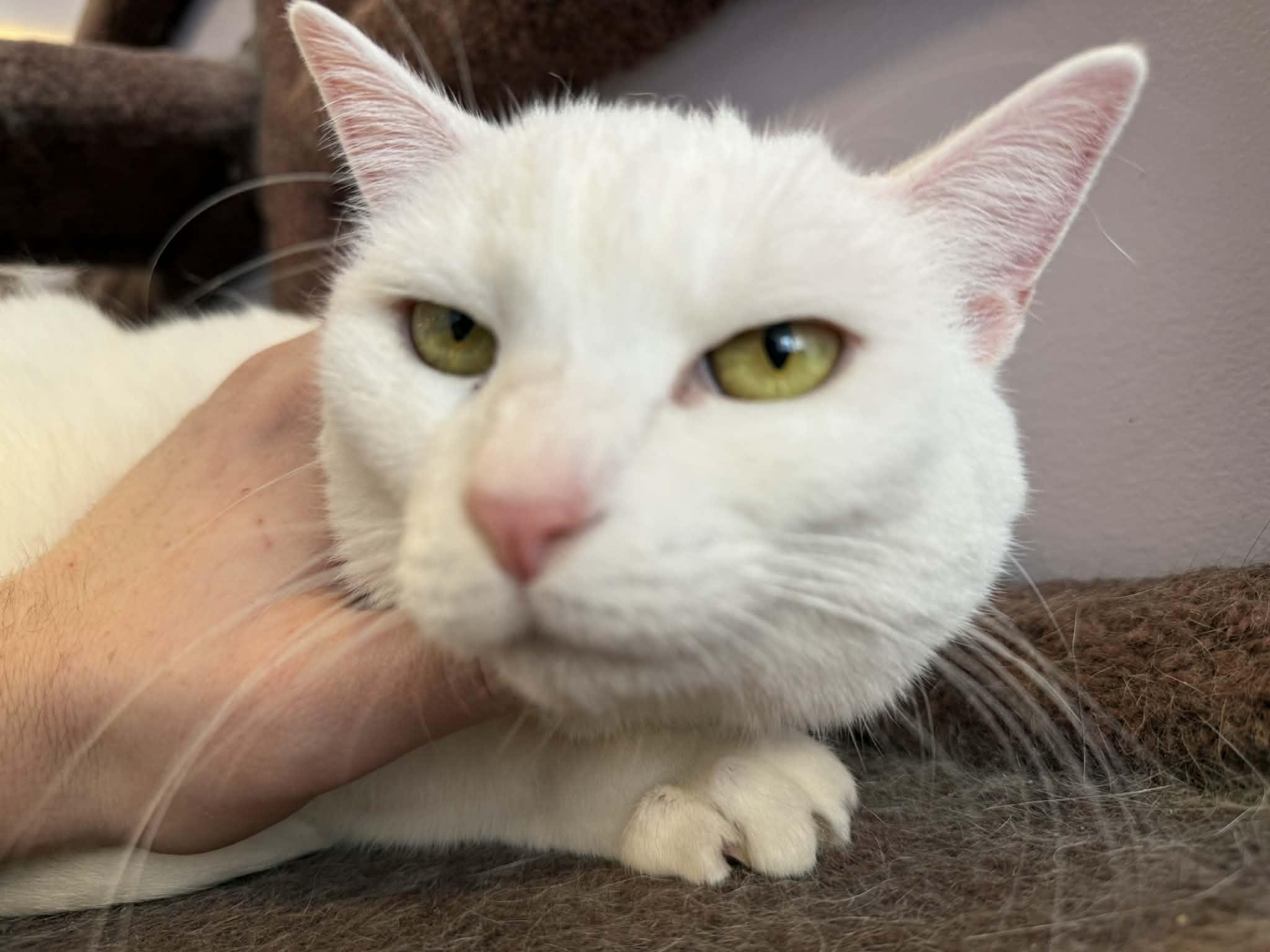 Enlarge Marie (cat café) , a ADOPTABLE Domestic Short Hair in West Lafayette, IN image 5/6