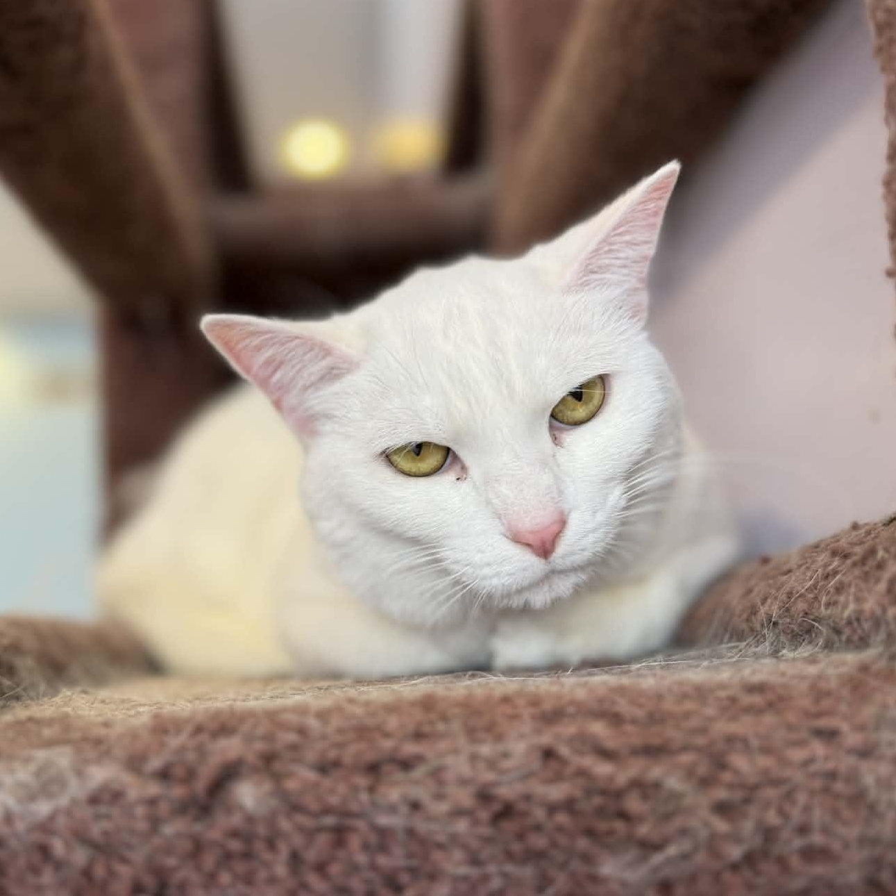 Enlarge Marie (cat café) , a ADOPTABLE Domestic Short Hair in West Lafayette, IN image 3/6