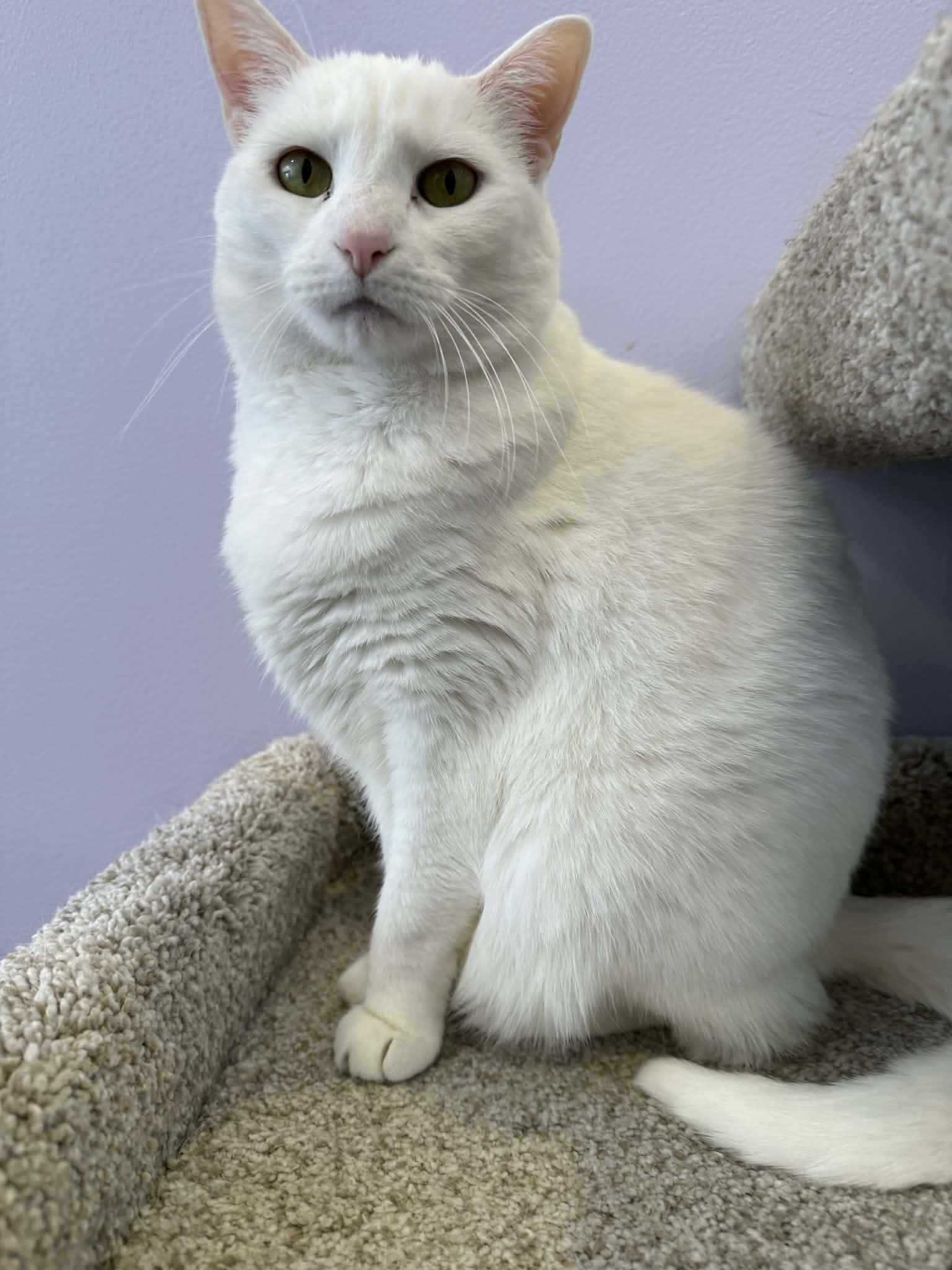 Enlarge Marie (cat café) , a ADOPTABLE Domestic Short Hair in West Lafayette, IN image 6/6