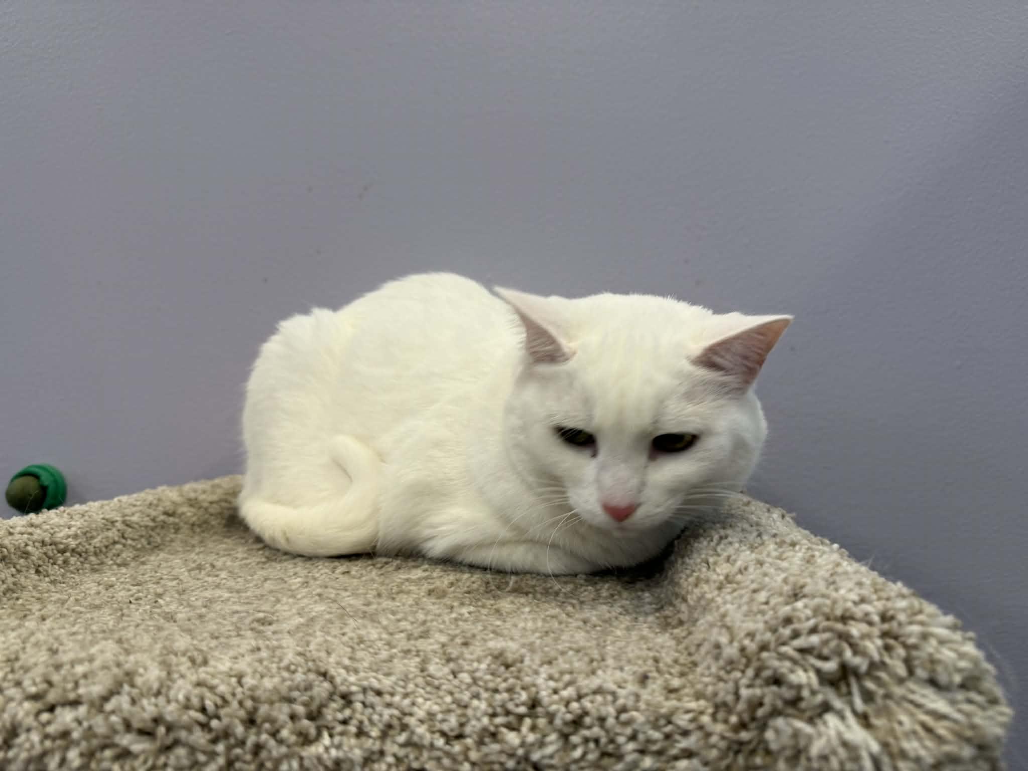 Enlarge Marie (cat café) , a ADOPTABLE Domestic Short Hair in West Lafayette, IN image 4/6
