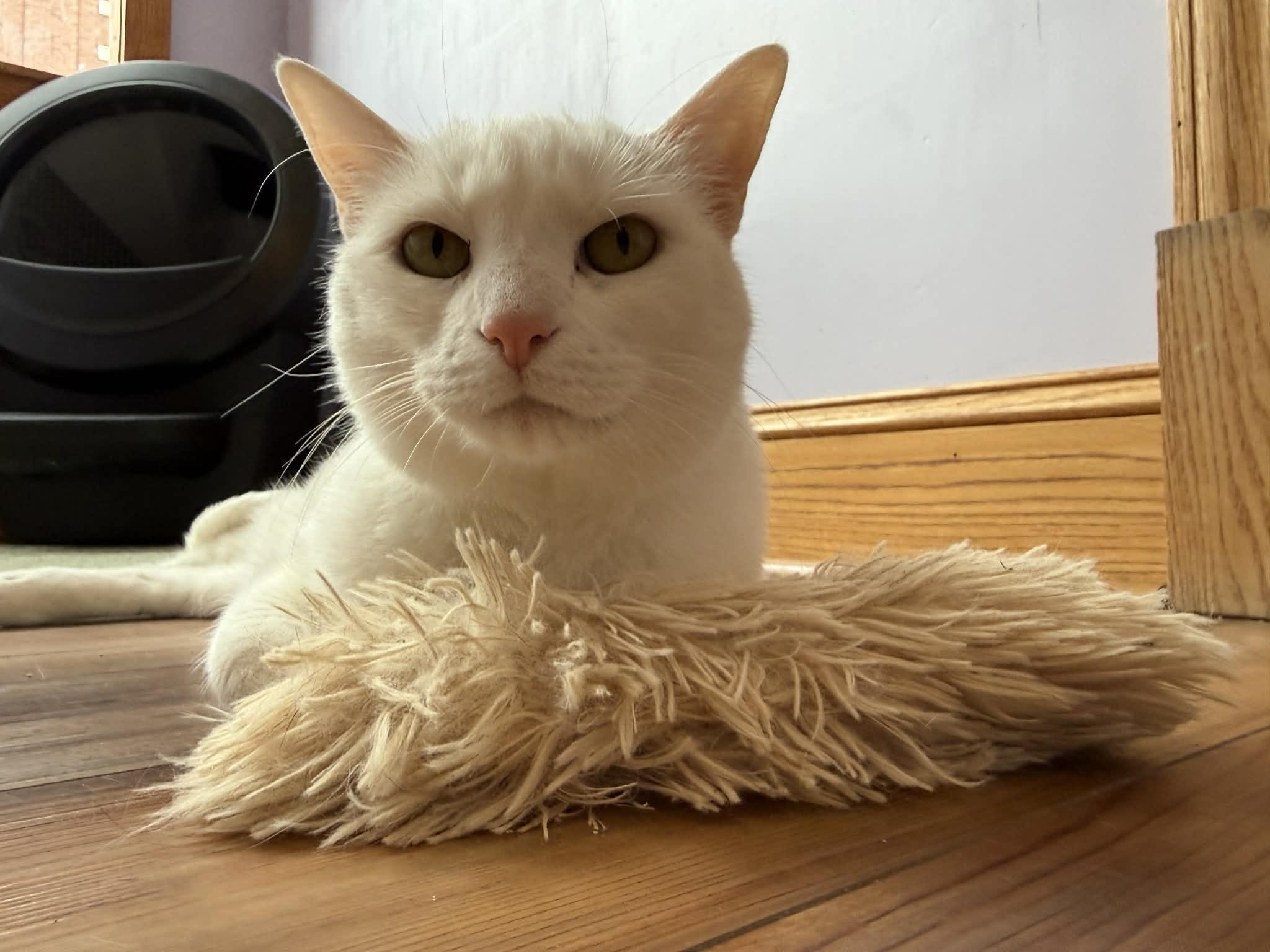 Enlarge Marie (cat café) , a ADOPTABLE Domestic Short Hair in West Lafayette, IN image 1/6