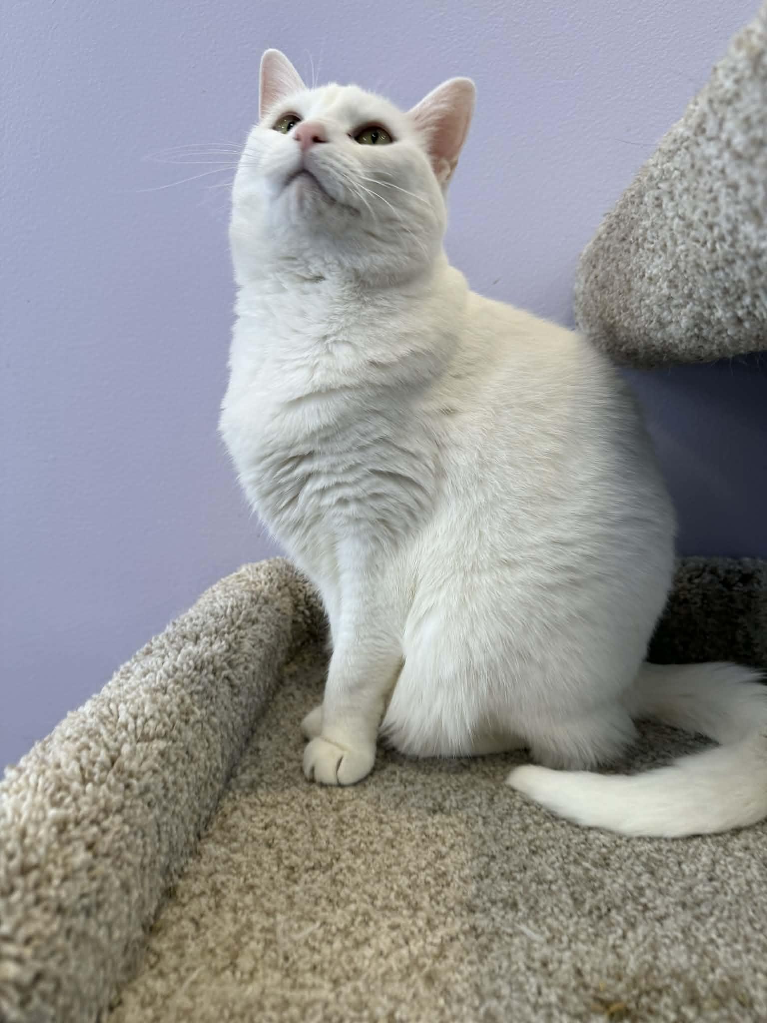 Enlarge Marie (cat café) , a ADOPTABLE Domestic Short Hair in West Lafayette, IN image 2/6