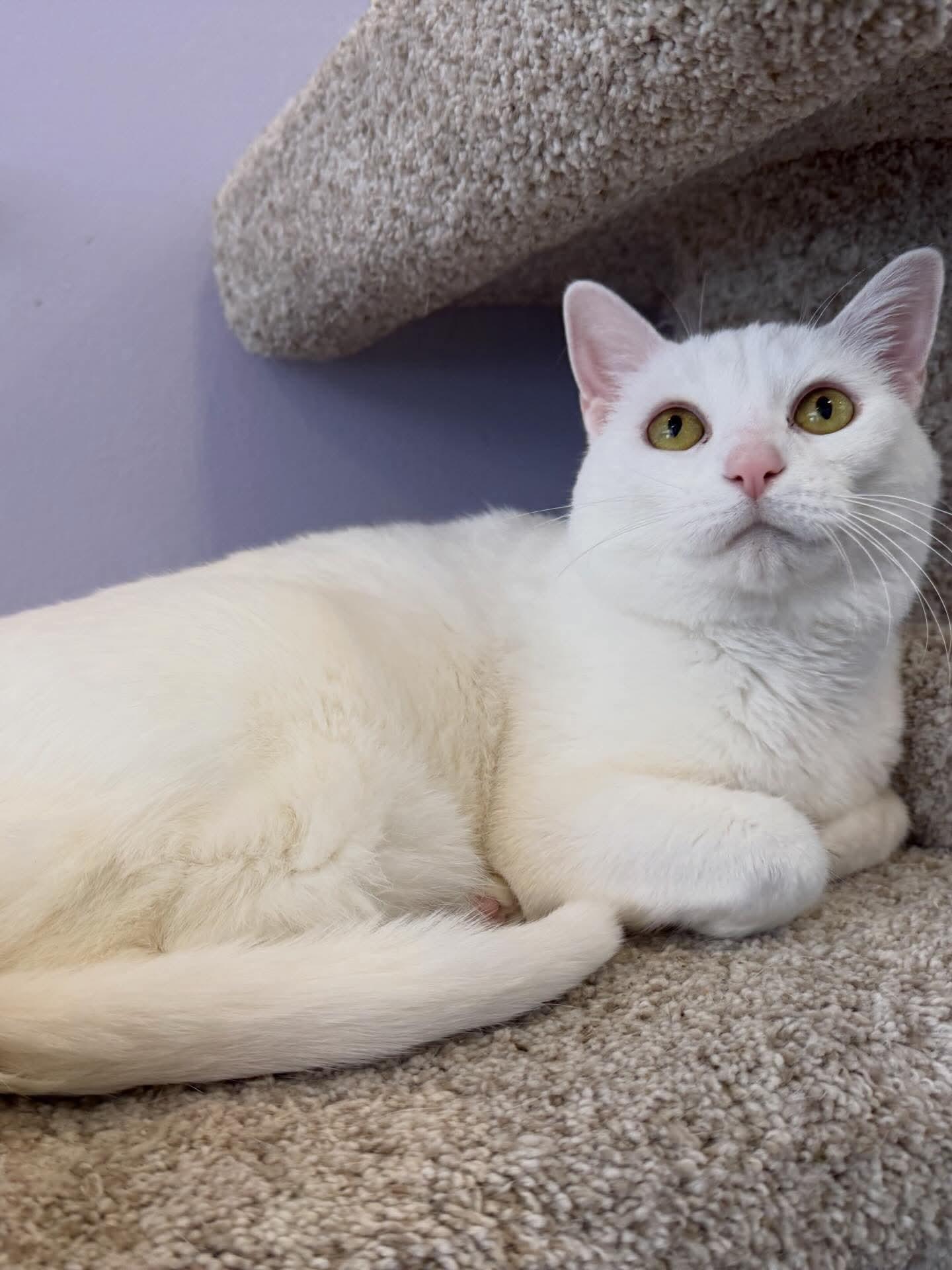 Marie (cat café) , ADOPTABLE, Adult Female Domestic Short Hair.