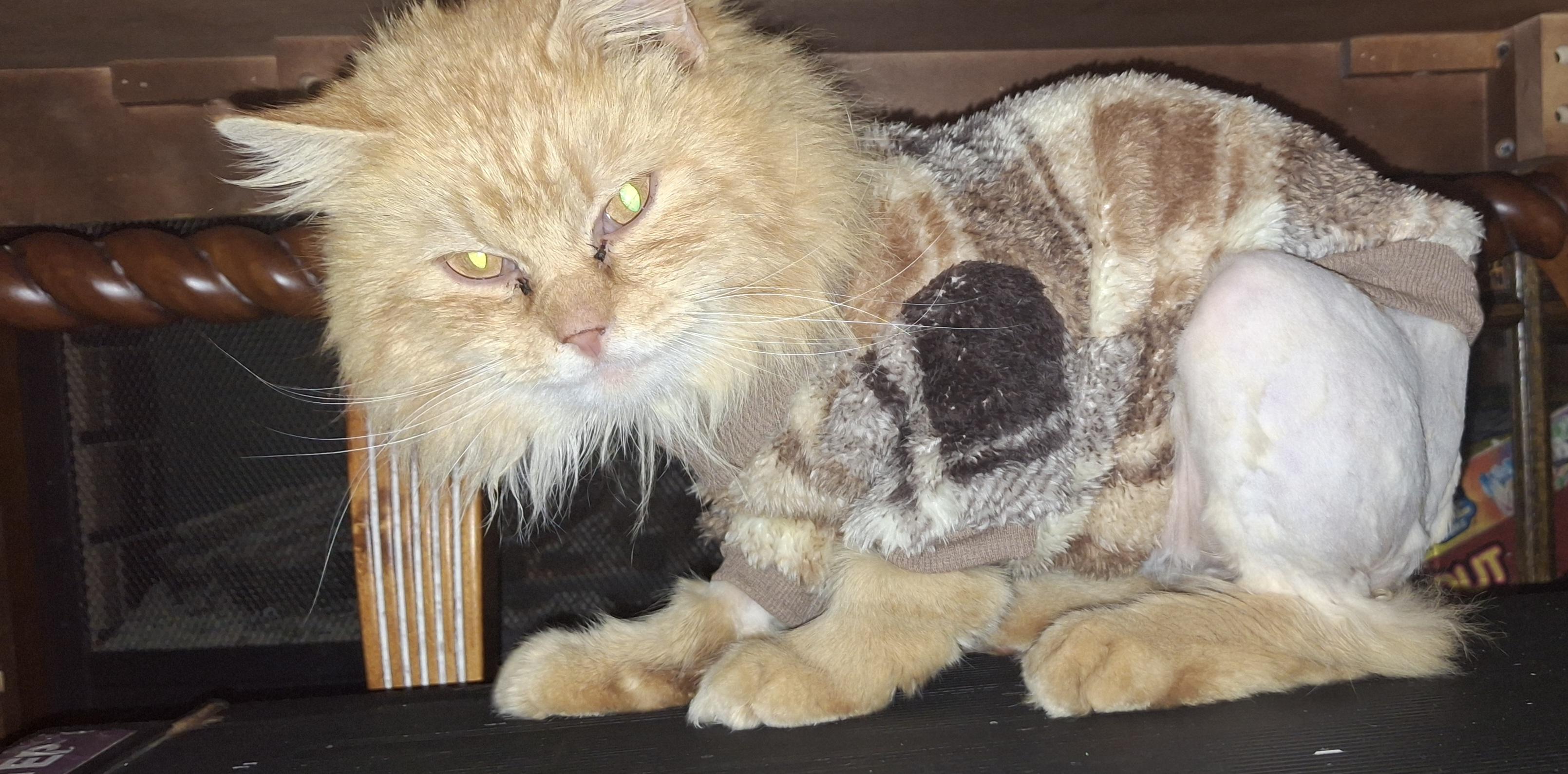 Enlarge Jack Cheddar, a Adoptable Domestic Long Hair in Canton, CT image 1/2