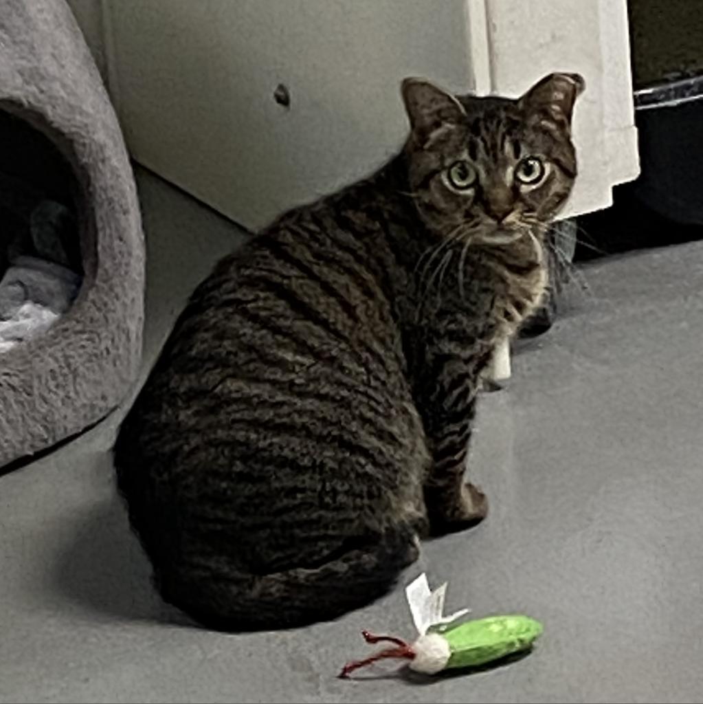 Nimmi, Adoptable, Adult Female Domestic Short Hair.