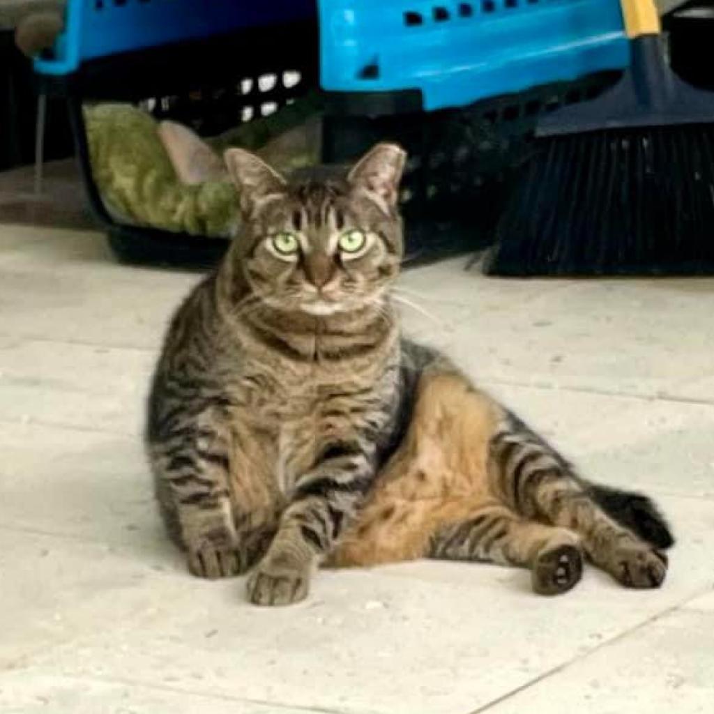 Enlarge Nimmi, a Adoptable Domestic Short Hair in Sarasota, FL image 2/6