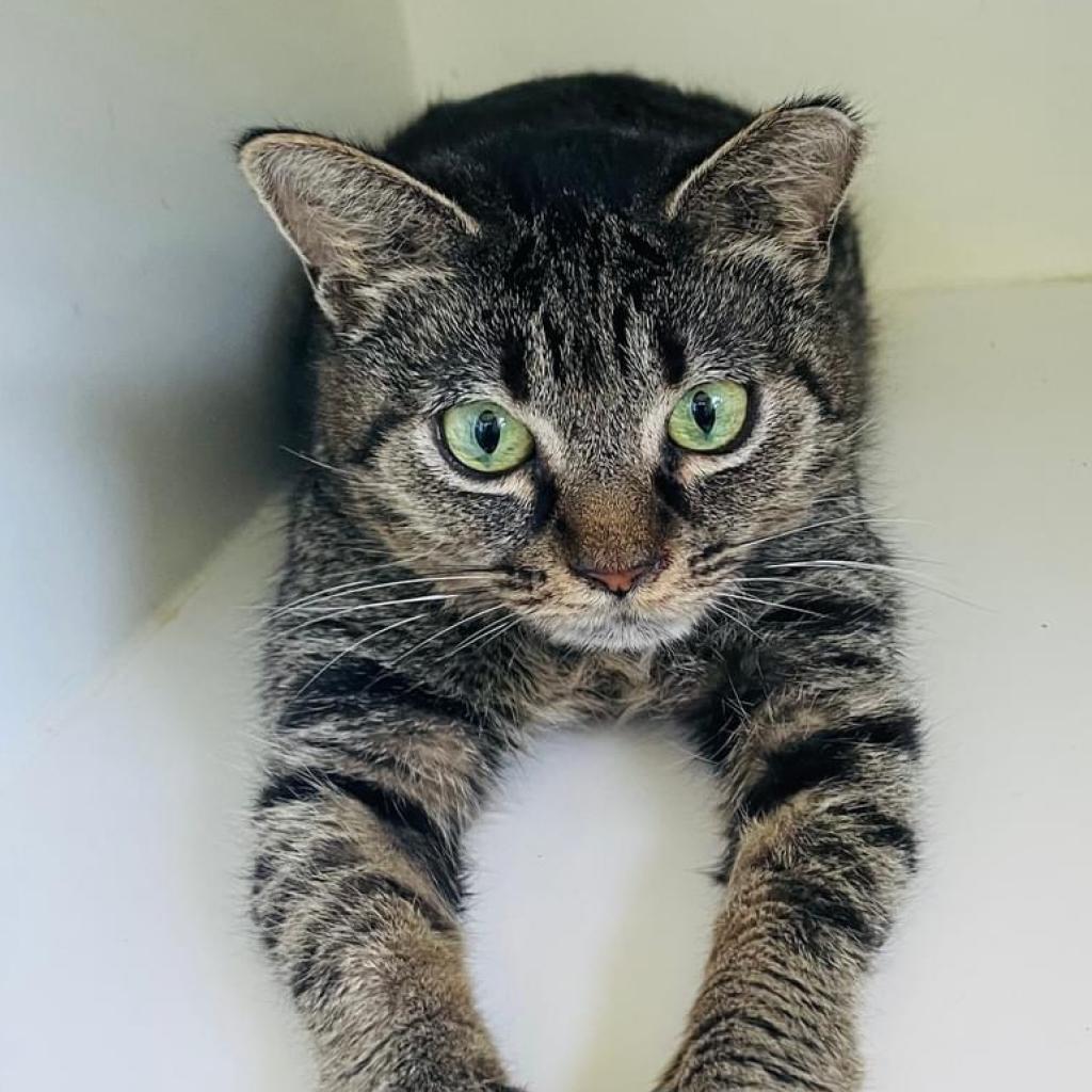 Enlarge Nimmi, a Adoptable Domestic Short Hair in Sarasota, FL image 3/6