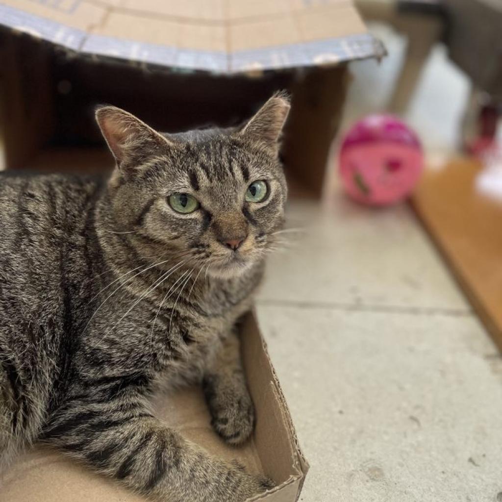 Enlarge Nimmi, a Adoptable Domestic Short Hair in Sarasota, FL image 4/6